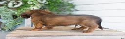 Dachshund dogs for sale: Hank - Ad 4