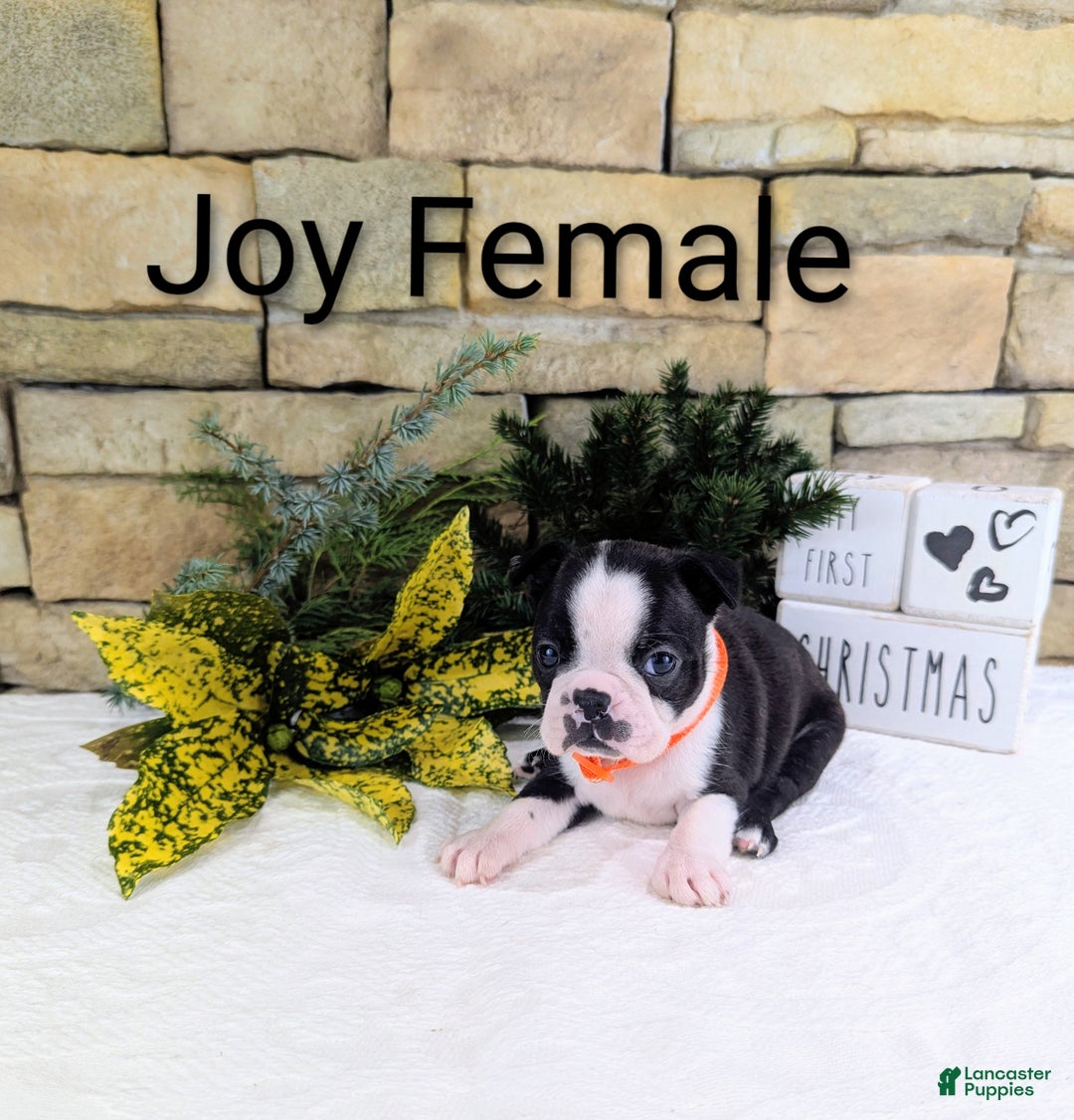 Boston Terrier dogs for sale: JOY, Boston Terrier, available for Christmas  - Ad 3