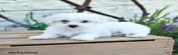 Mixed Breed dogs for sale: Olivia - Ad 5