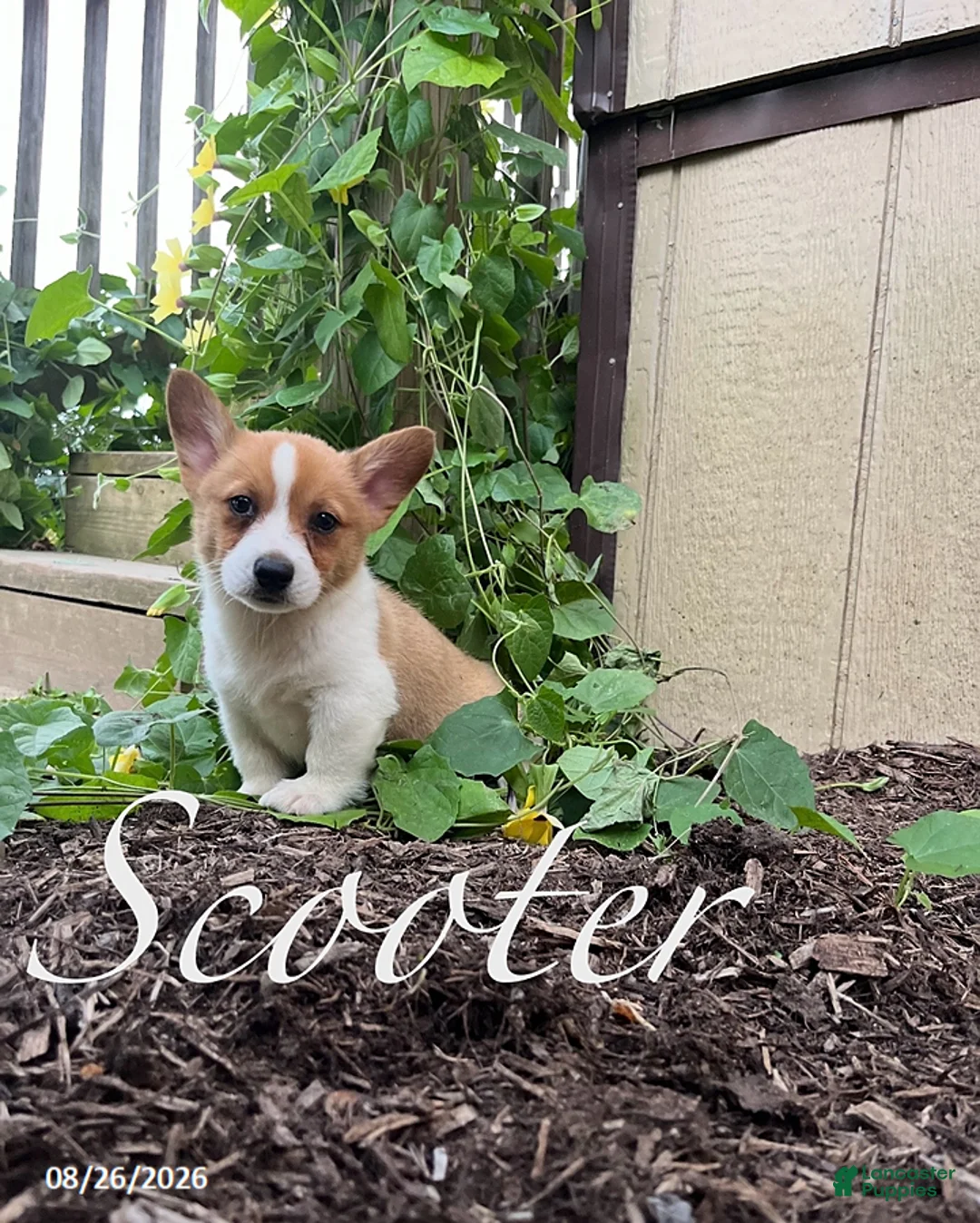 Welsh Corgi Pembroke dogs for sale: Scooter - Ad 1