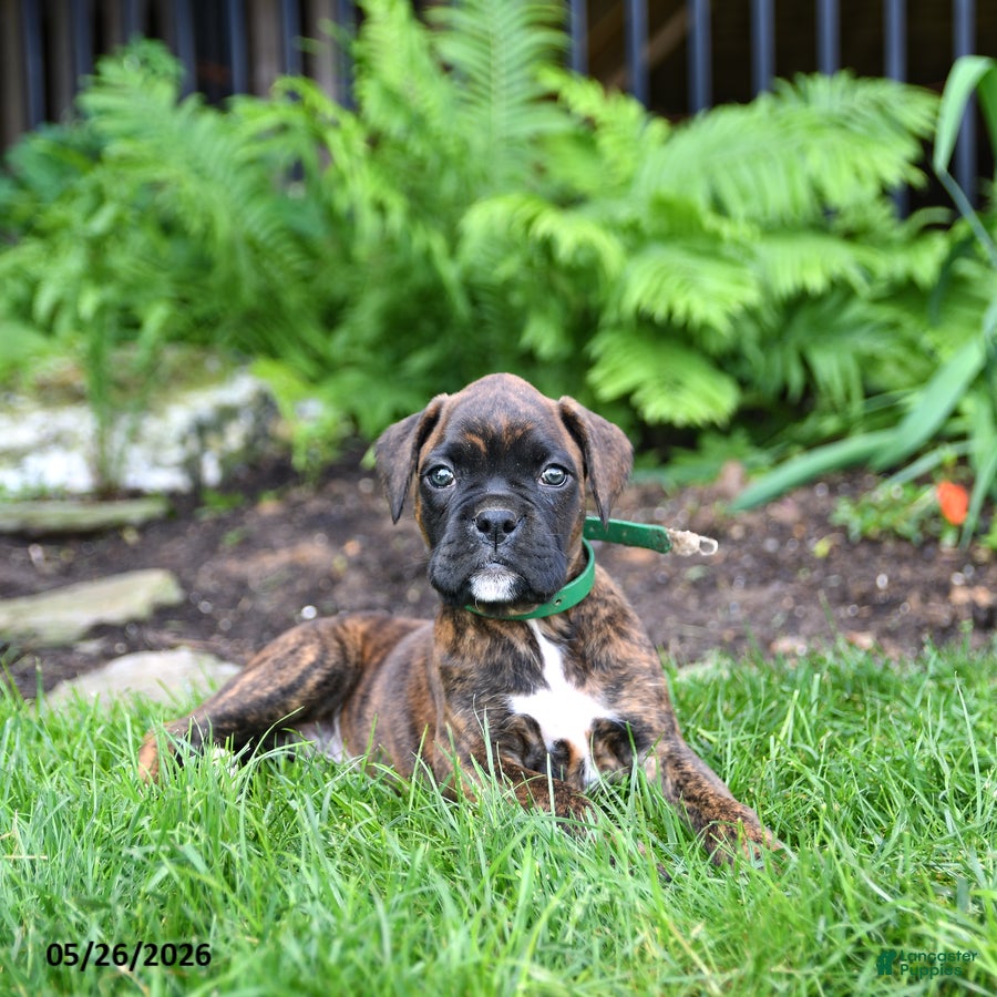 Boxer dogs Buddy - Ad 2