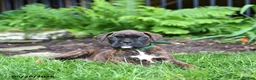 Boxer dogs for sale: Buddy - Ad 2
