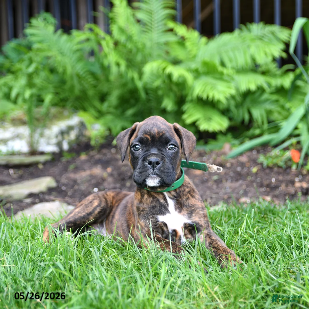 Boxer dogs for sale: Buddy - Ad 2