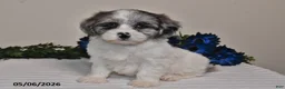 Shihpoo dogs for sale: Ellie - Ad 2