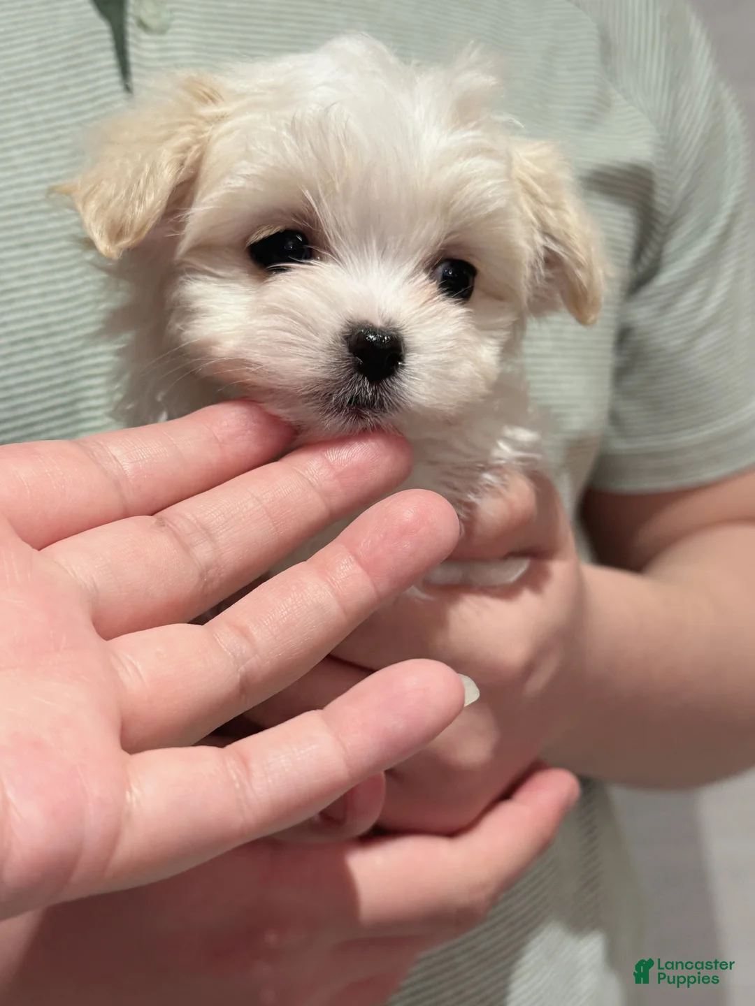 Morkie dogs for sale: Gloria - Ad 1