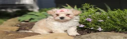 Maltipoo dogs for sale: Ana - Ad 3