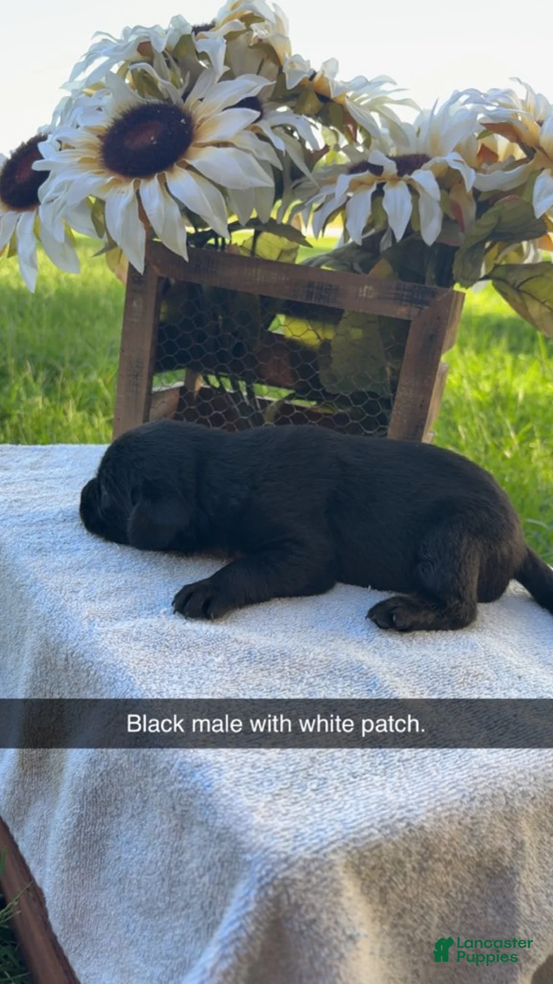 Labrador Retriever dogs for sale: Black Male - Ad 1