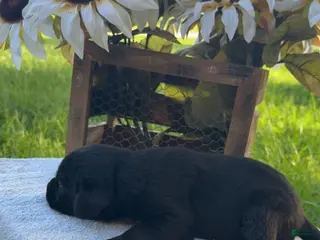 Labrador Retriever dogs Black Male - Ad 10