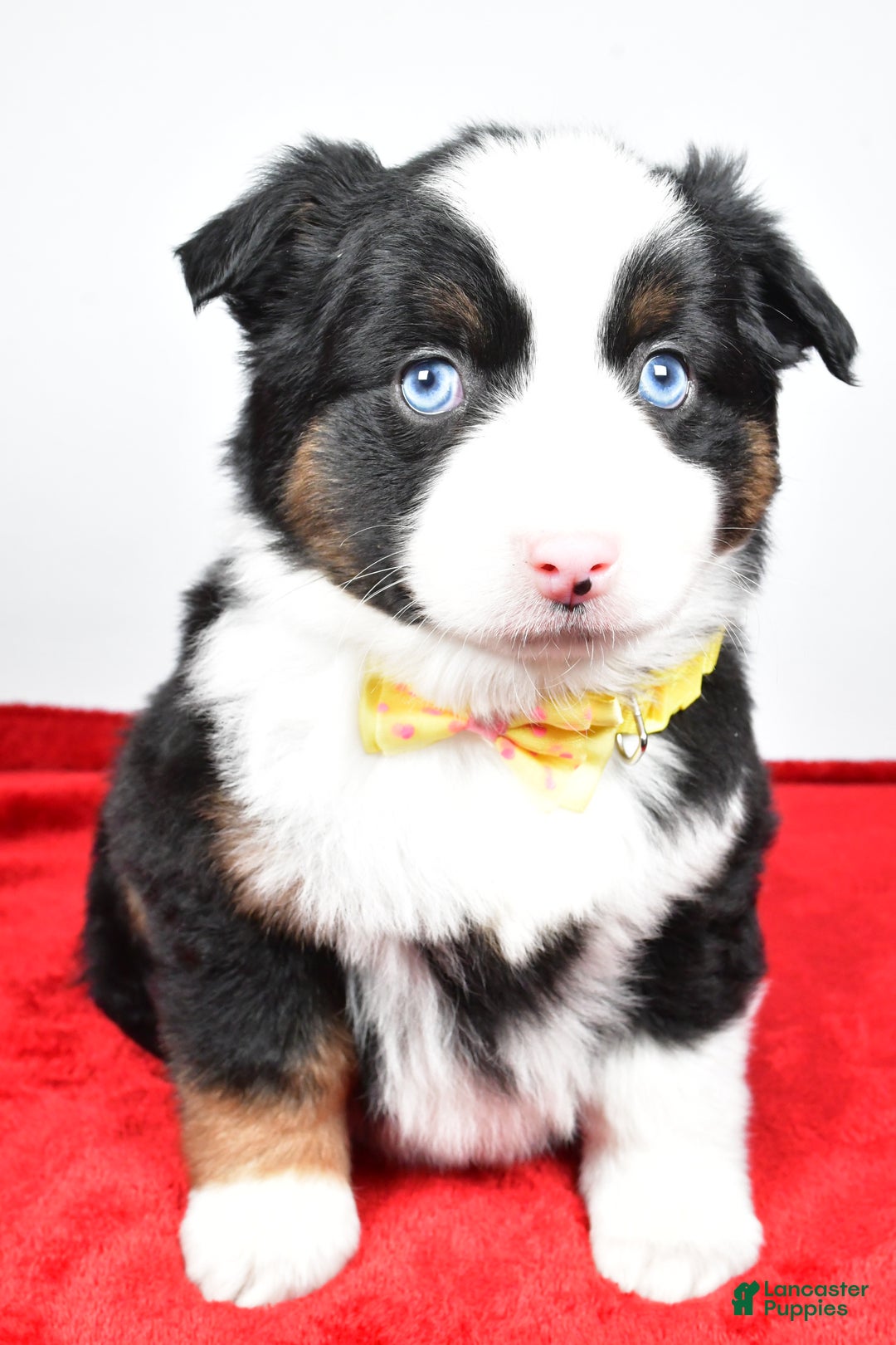Miniature Australian Shepherd dogs for sale: Rick - Ad 4