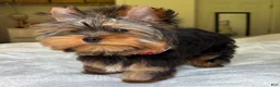 Yorkshire Terrier dogs for sale: Cody - Ad 4
