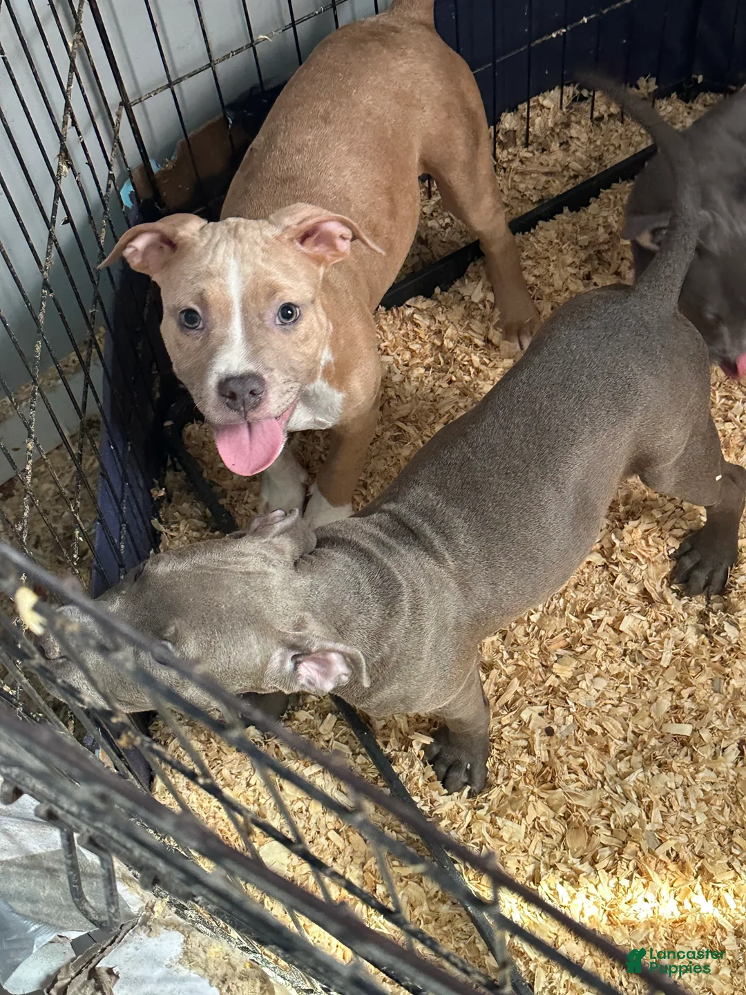 American Bully dogs for sale: American Bully Puppy 3 - Ad 2