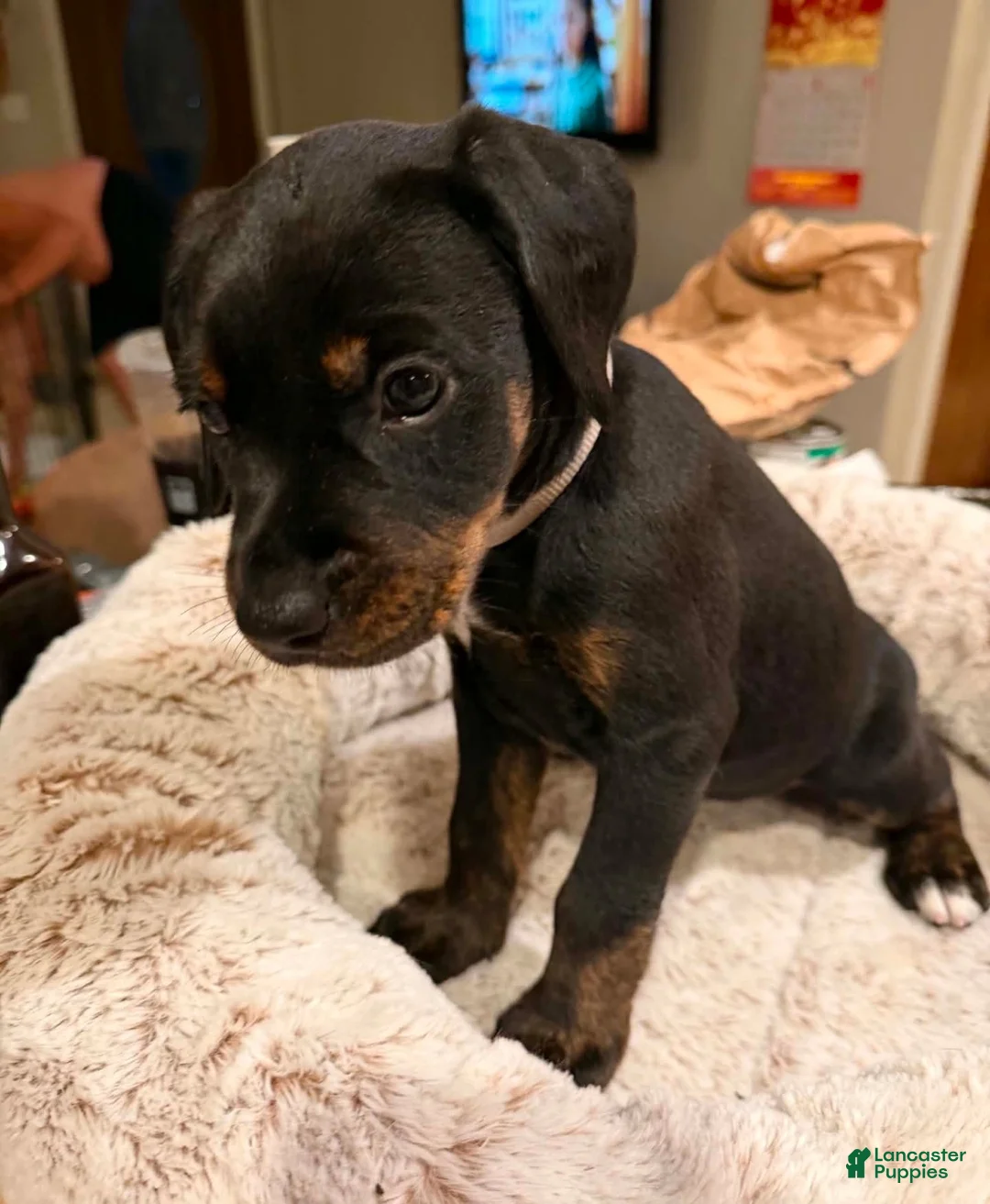 Mixed Breed dogs for sale: Ms. Brown - Ad 1