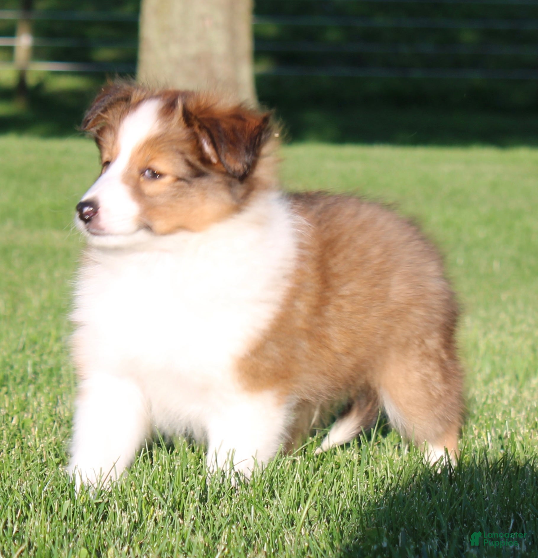 Shetland Sheepdog dogs Sydney - Ad 1