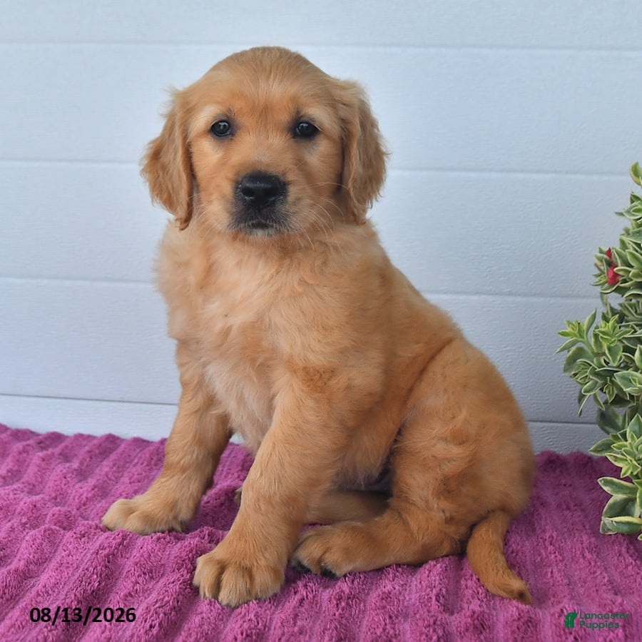 Golden Retriever dogs Cookie - Ad 1