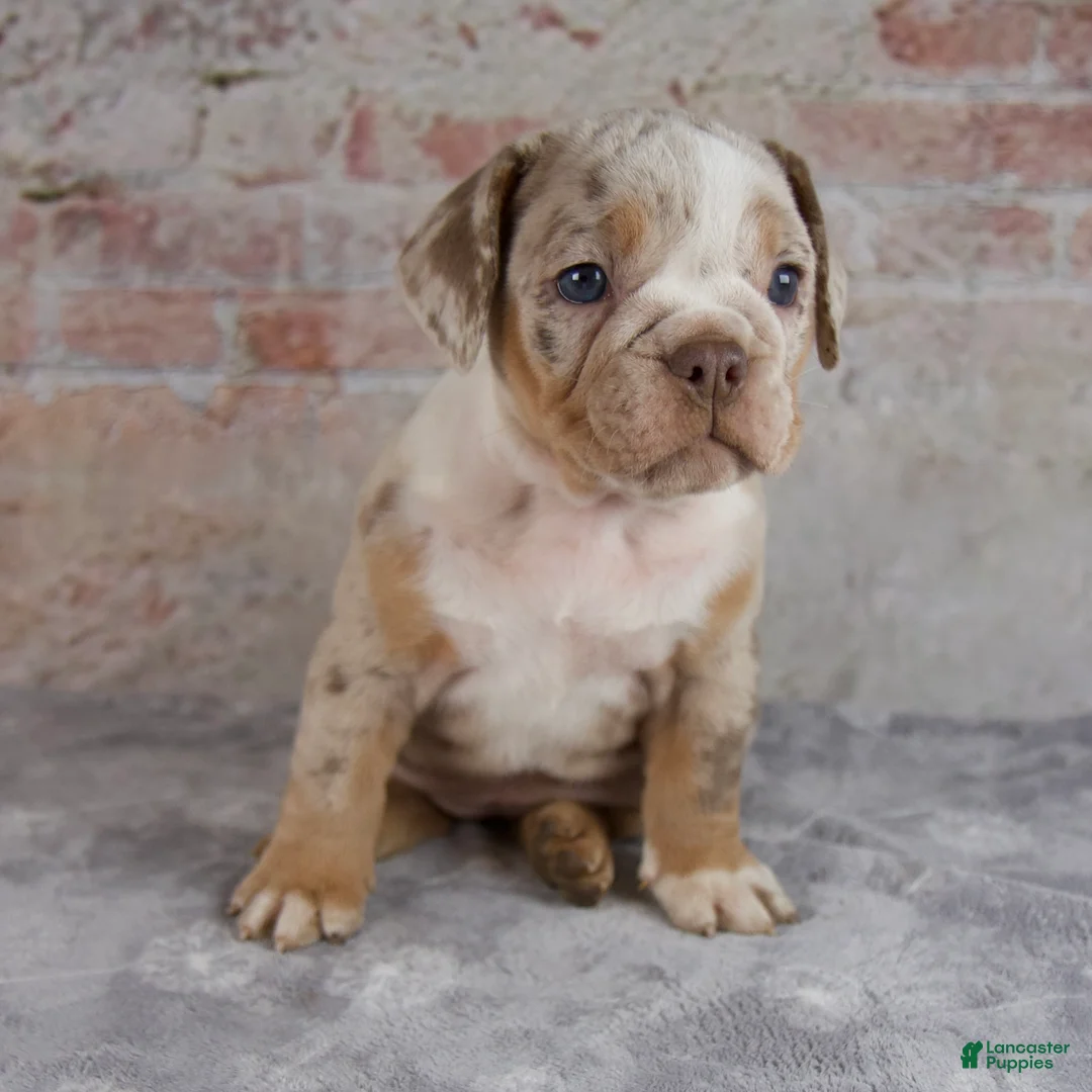 Beabull dogs for sale: Tori - Ad 1