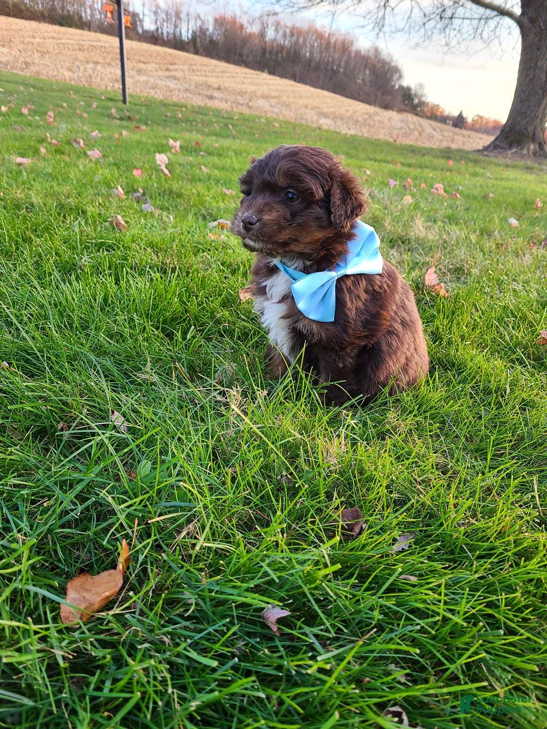 Aussiedoodle dogs for sale: Buddy - Ad 9