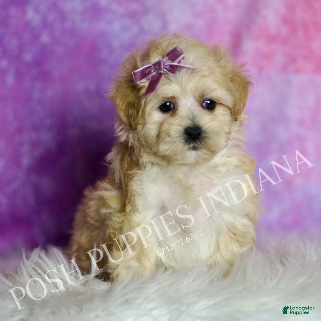 Maltipoo dogs Astrid - Ad 34
