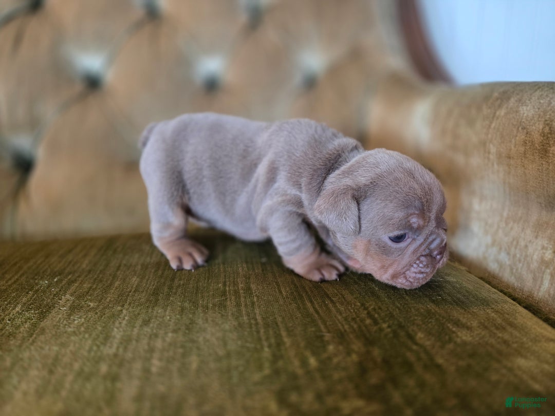 English Bulldog dogs for sale: Tatum - Ad 4