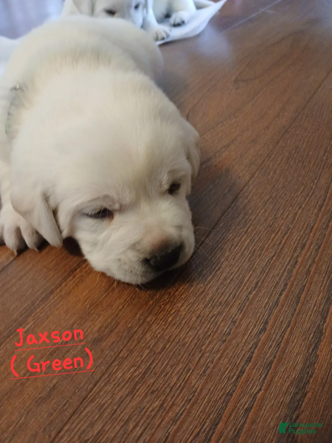 Labrador Retriever dogs for sale: Jaxson - Ad 1