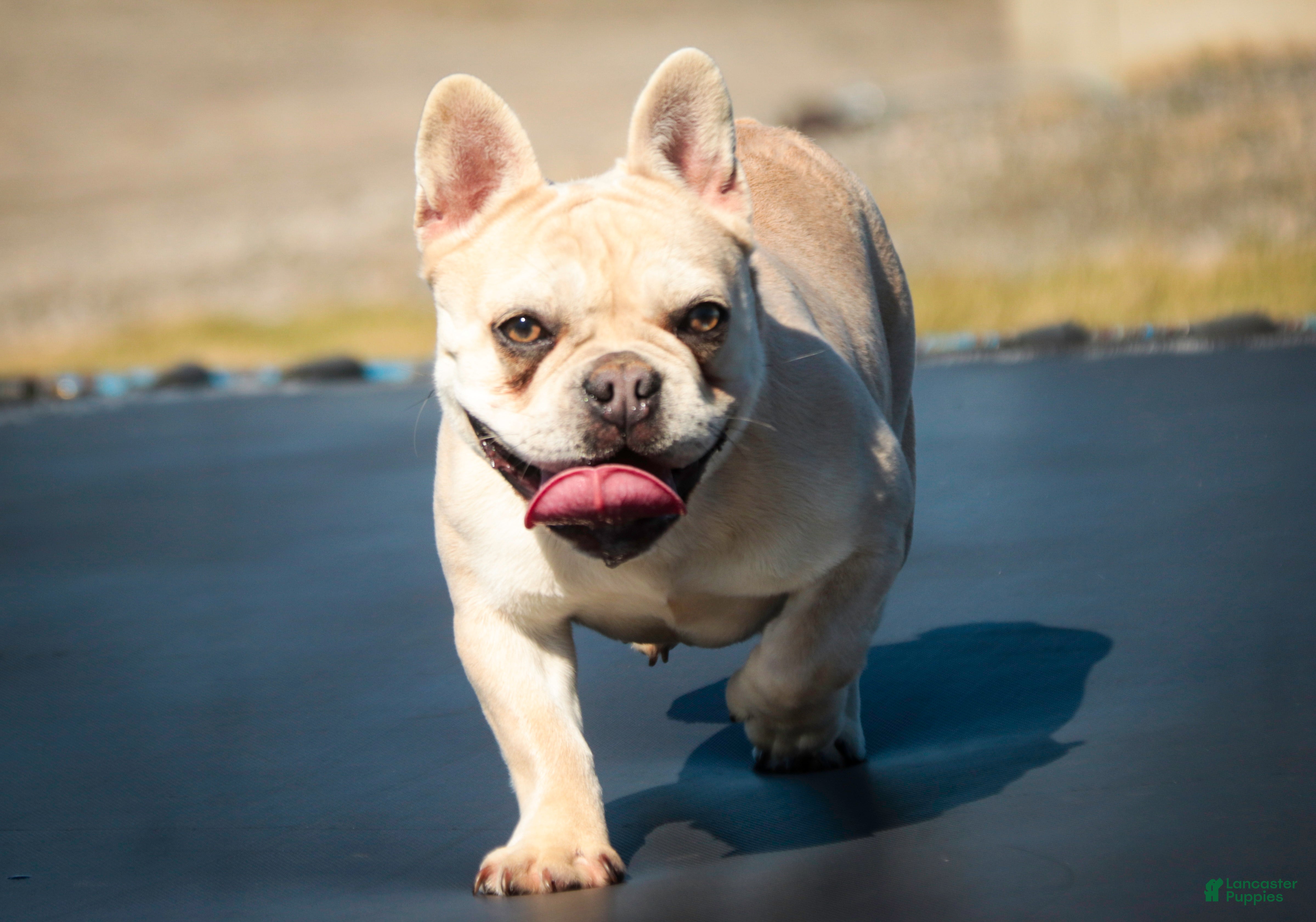 French Bulldog dogs Addie - Ad 2