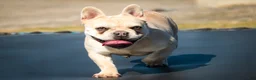 French Bulldog dogs for sale: Addie - Ad 2