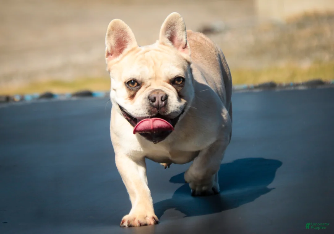 French Bulldog dogs for sale: Addie - Ad 2