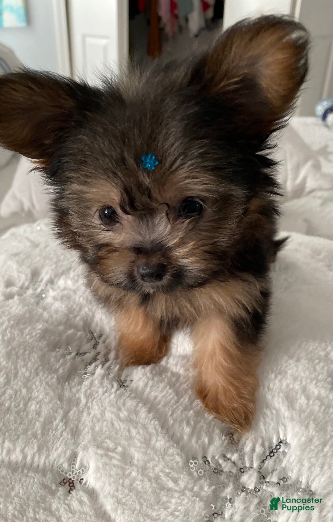 Shorkie dogs for sale: Shorkie Puppy 3 - Ad 2