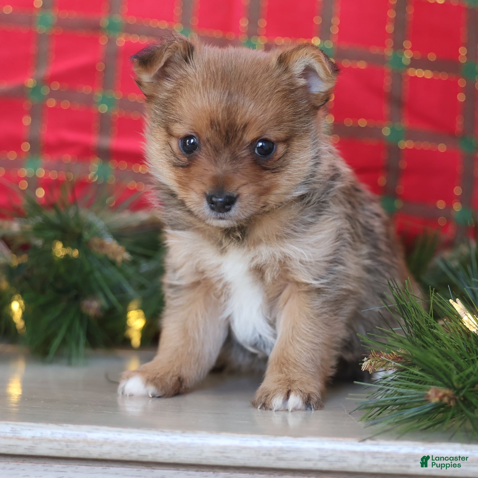 Mixed Breed dogs Starr - Ad 1