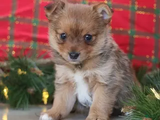 Mixed Breed dogs Starr - Ad 13