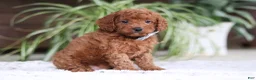 Cavapoo dogs for sale: Tyler - Ad 3