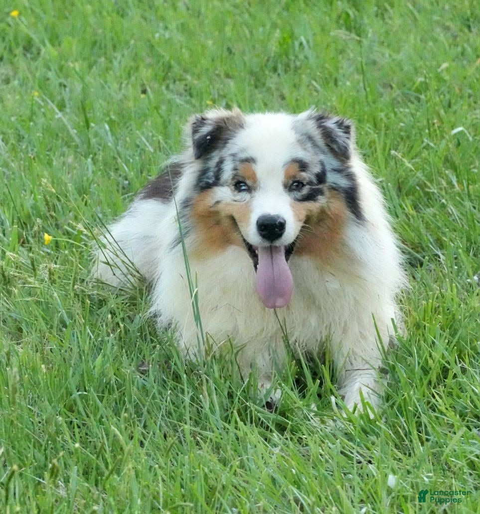 Australian Shepherd dogs Legend - Ad 15
