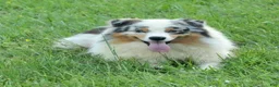 Australian Shepherd dogs for sale: Legend - Ad 1