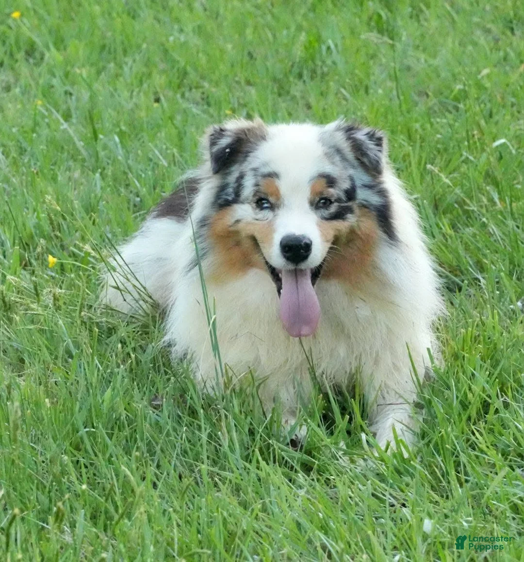 Australian Shepherd dogs for sale: Legend - Ad 1