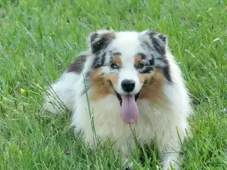 Australian Shepherd dogs Legend - Ad 15
