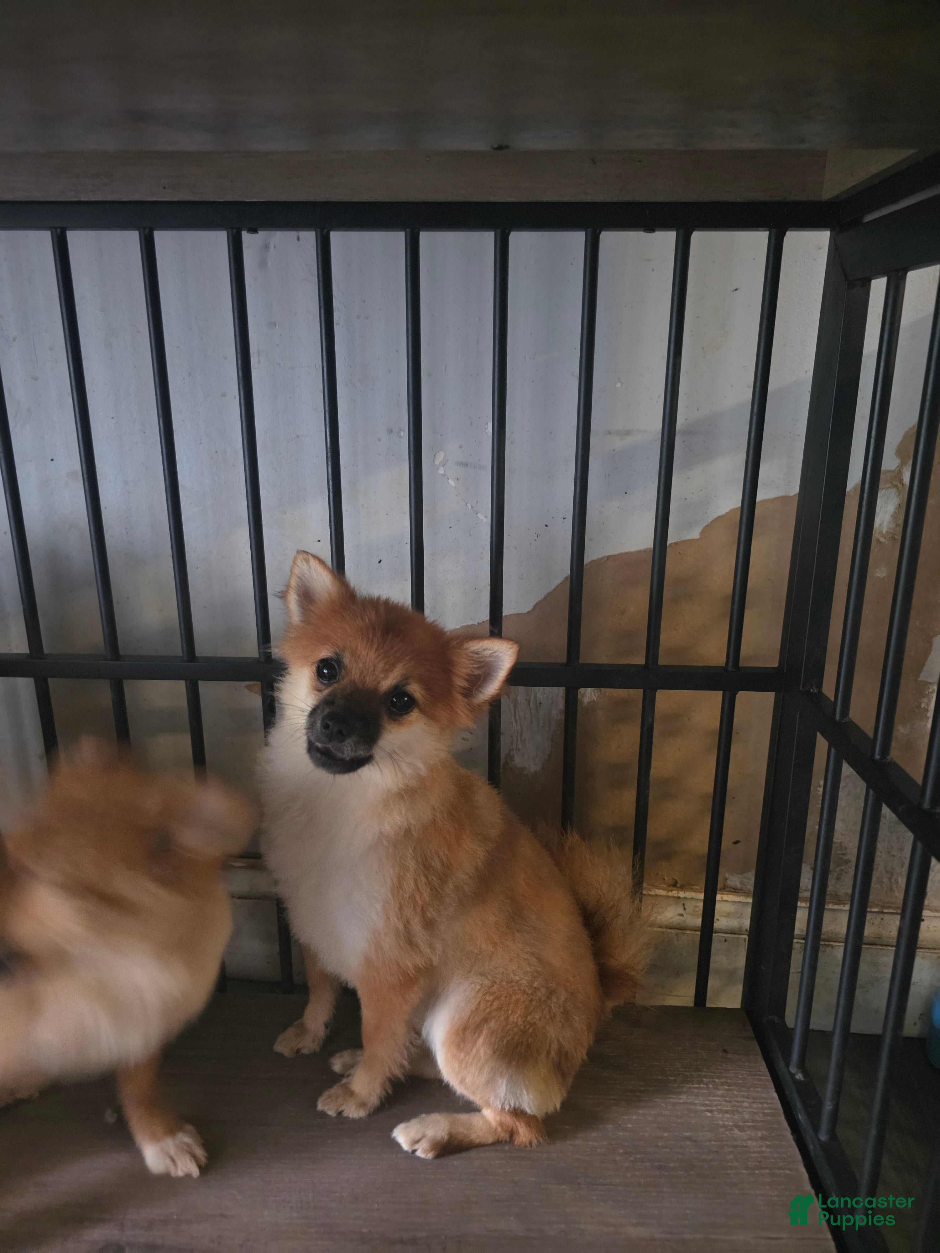 Pomeranian dogs Daisy - Ad 5