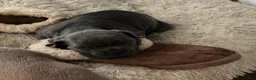 Cane Corso dogs for sale: "Squirt"  - Ad 3