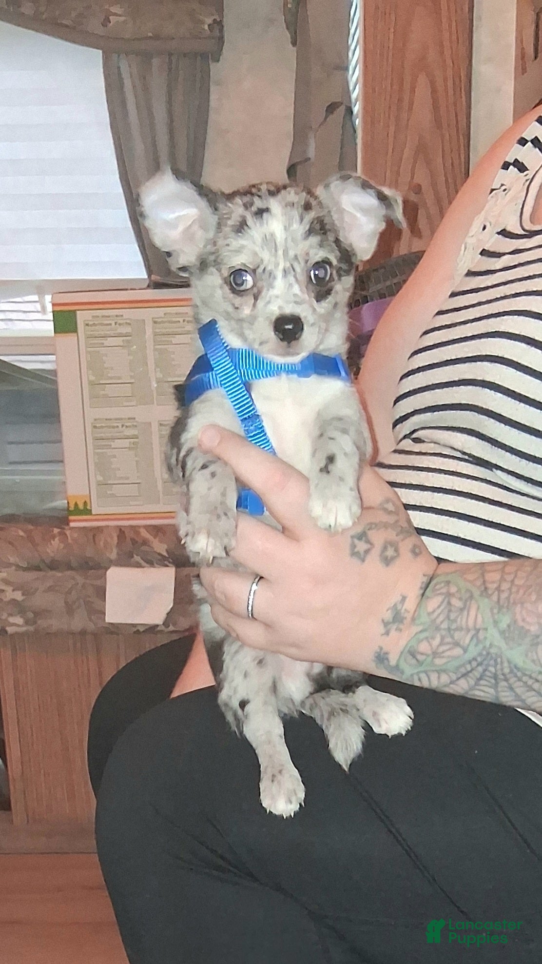 Chihuahua dogs Junior - Ad 2