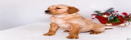 Golden Retriever dogs for sale: Goldie - Ad 8