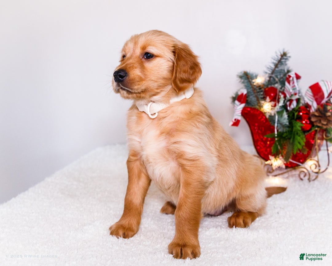 Golden Retriever dogs for sale: Goldie - Ad 8