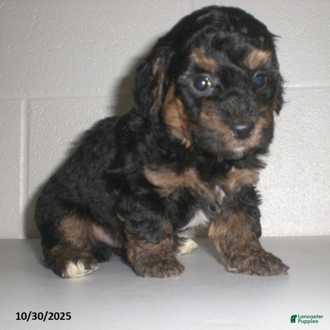 Yorkiepoo dogs for sale: Tyler - Ad 14