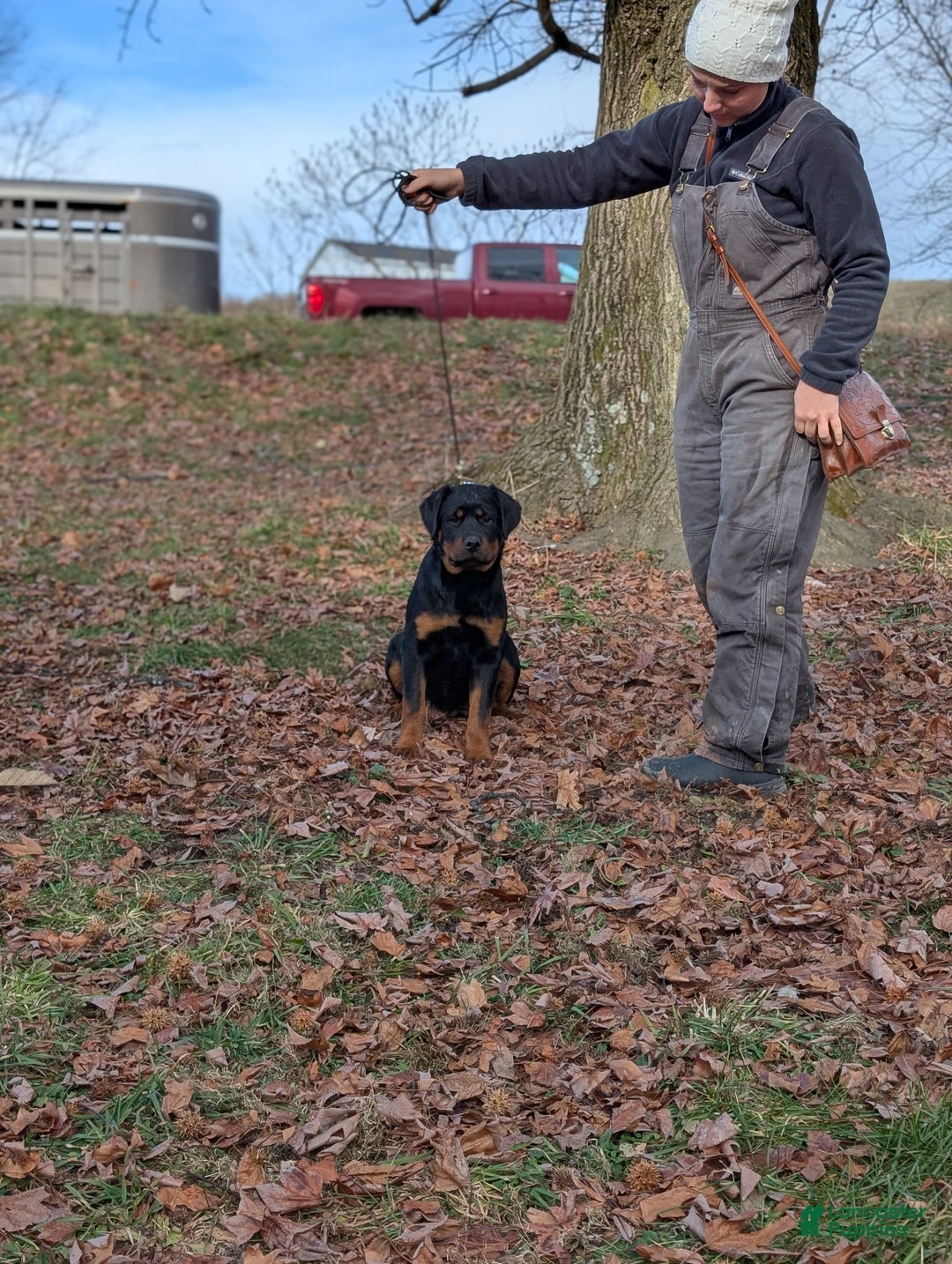 Rottweiler dogs for sale: Olive  - Ad 2