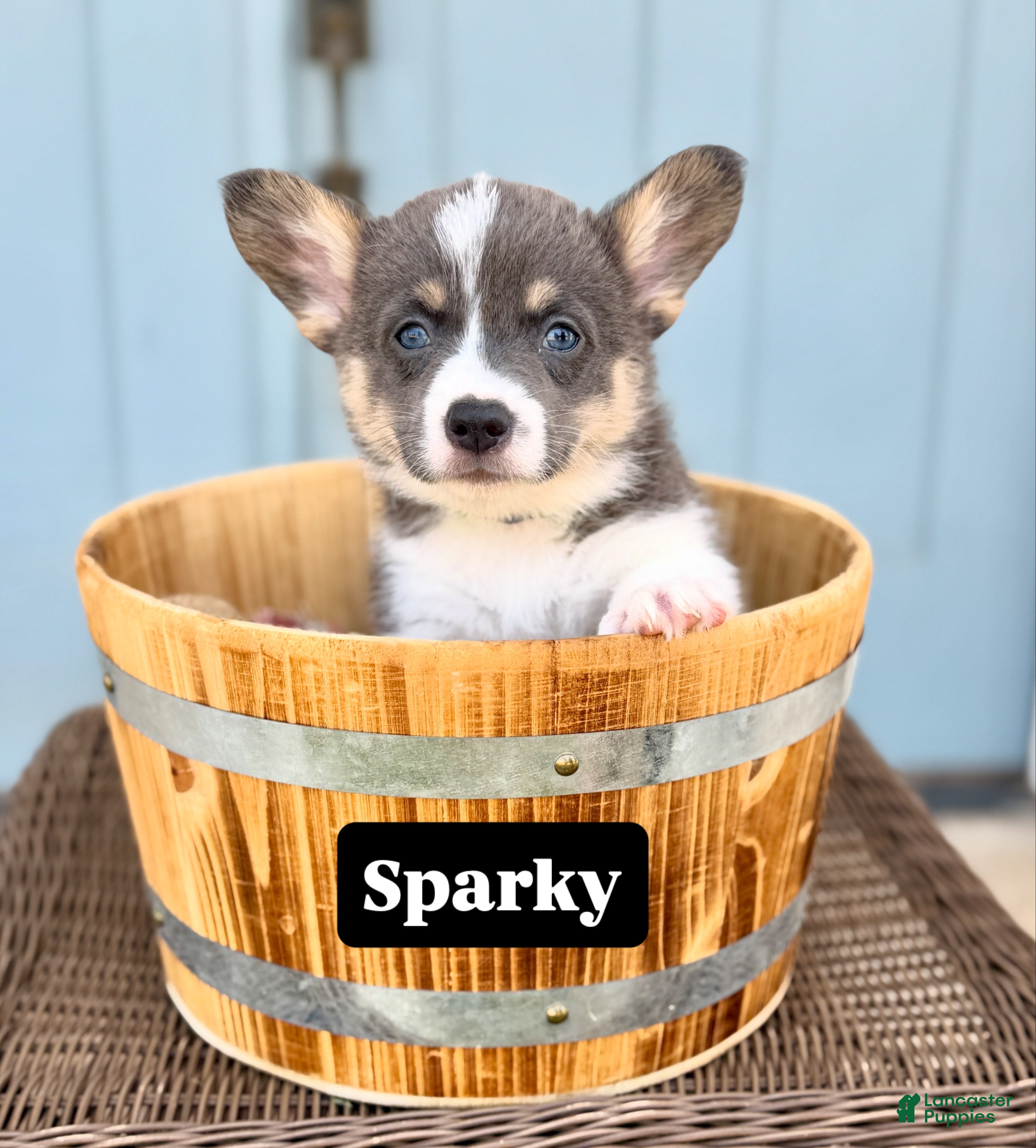 Welsh Corgi Pembroke dogs Sparky - Ad 18