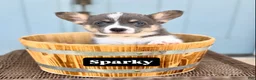 Welsh Corgi Pembroke dogs for sale: Sparky - Ad 1