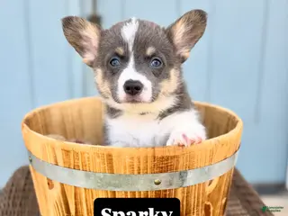 Welsh Corgi Pembroke dogs Sparky - Ad 18