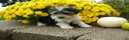 Yorkiepoo dogs for sale: Yorkiepoo 2 - Ad 1