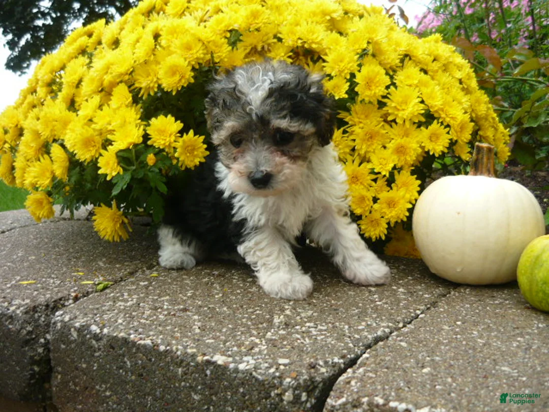 Yorkiepoo dogs for sale: Yorkiepoo 2 - Ad 1