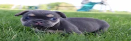 French Bulldog dogs for sale: Maxine - Ad 4