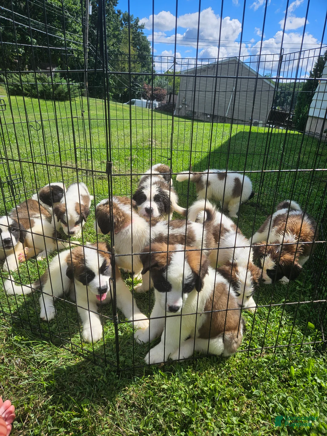 Saint Bernard dogs for sale: Saint Bernard 2 - Ad 2