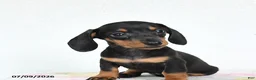 Miniature Dachshund dogs for sale: Rain - Ad 3