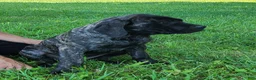 English Mastiff dogs for sale: Faith - Ad 6